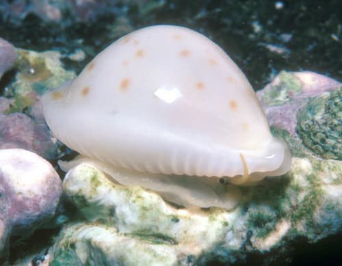 Maui chickpea cowrie