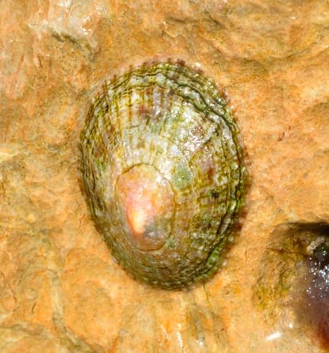 Mediterranean Limpet