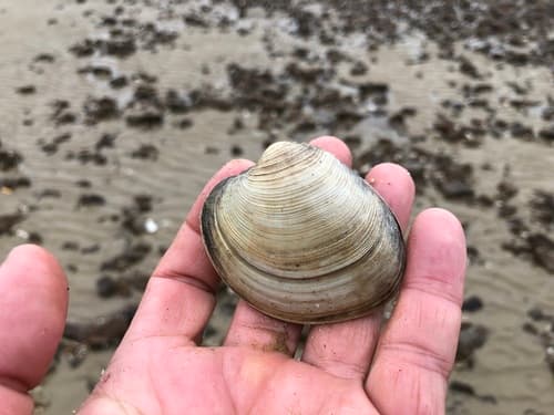 Mercenaria stimpsoni