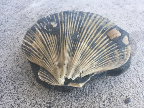 Mesopeplum crawfordi