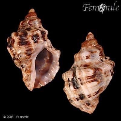 Mexacanthina angelica