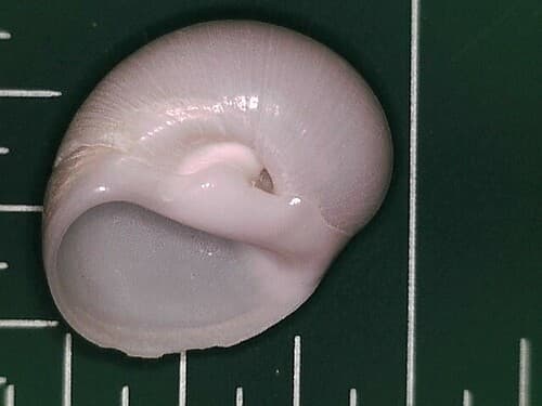 Milk Moon Snail