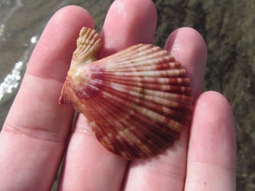 Mimachlamys cloacata