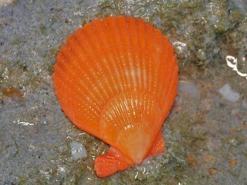 Mimachlamys funebris