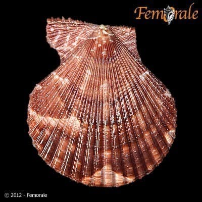 Mimachlamys gloriosa