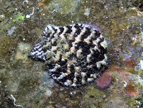 Mimachlamys punctata