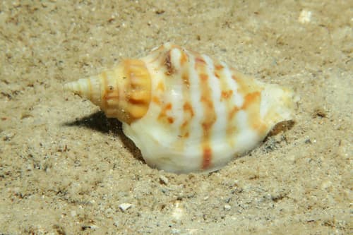 Ministrombus athenius