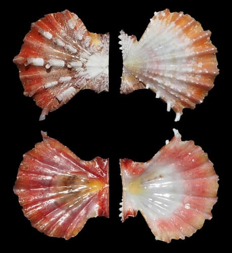 Mirapecten mirificus