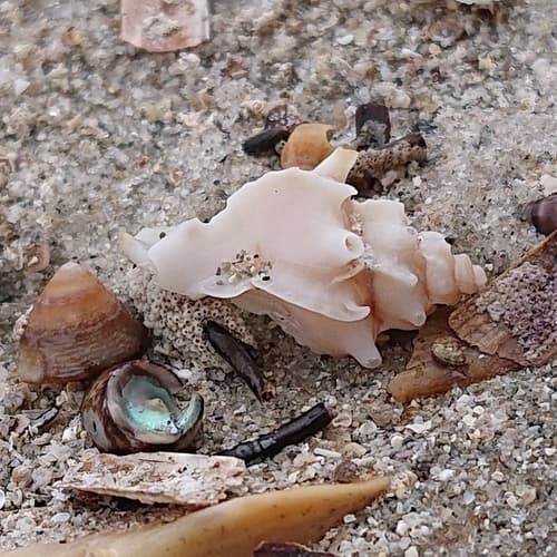 Monstrotyphis yatesi