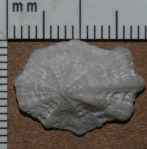 Montfortia emarginata