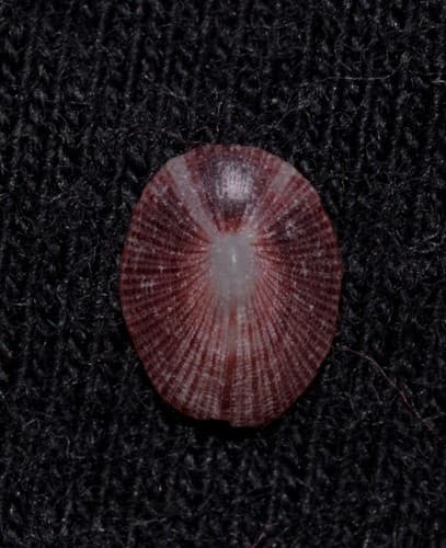 Montfortula variegata