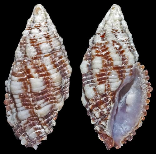 Morula biconica
