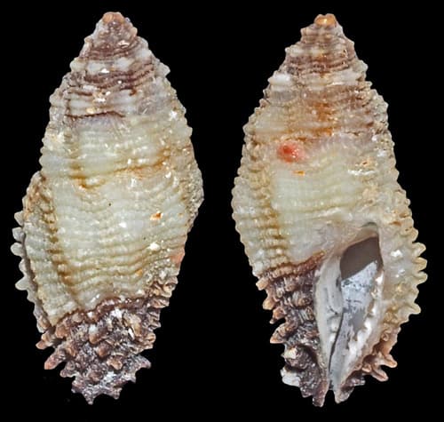 Morula dichrous