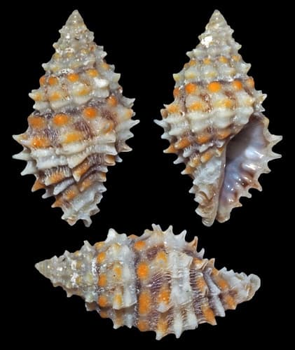 Morula echinata