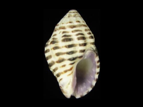 Morula iostoma