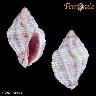 Morula porphyrostoma