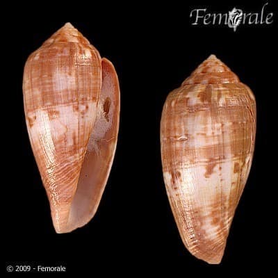 Mozambique Cone
