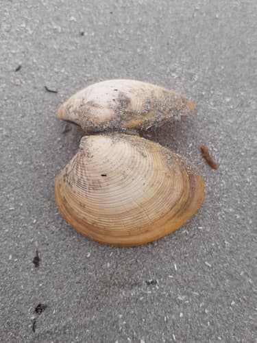 Mud Cockle