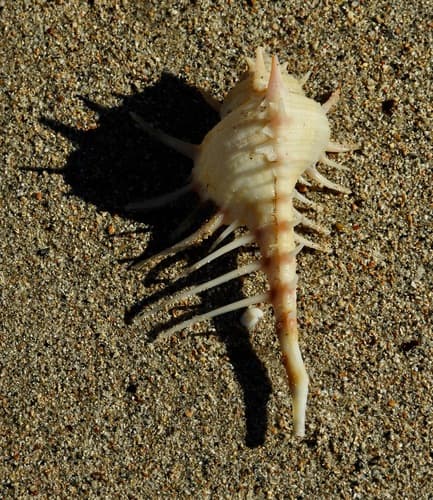 Murex acanthostephes