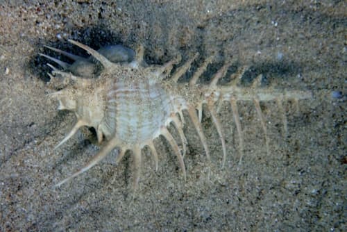 Murex echinodes