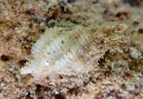 Murexsul planiliratus