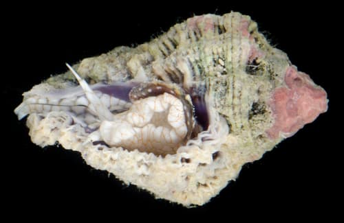 Murichorda fiscellum