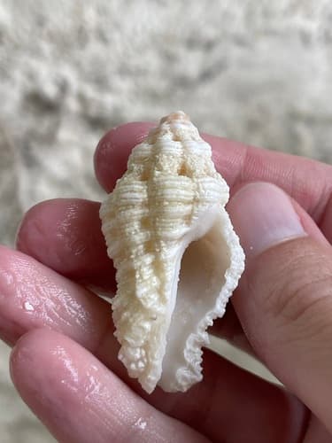 Murichorda jacobsoni