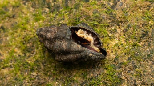 Murichorda rumphiusi