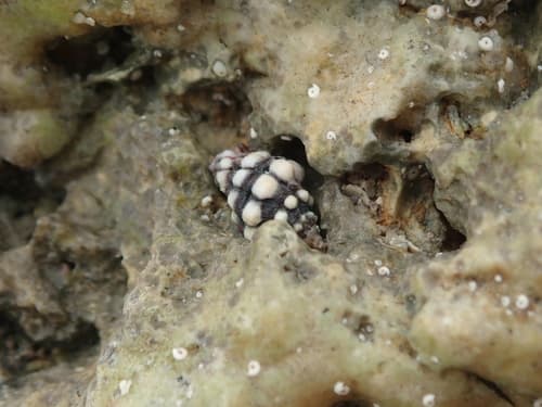 Muricodrupa anaxares