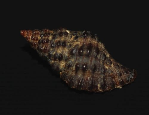 Muricopsis withrowi