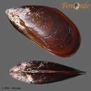 Mussel (Blue Mussel)