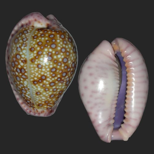 Naria marginalis