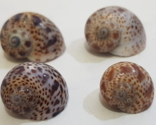 Natica multipunctata