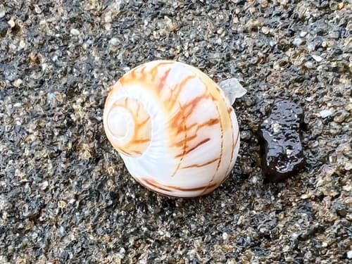 Naticarius lineozona