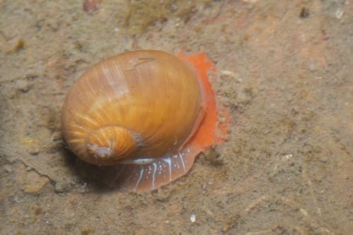 Naticarius zonalis