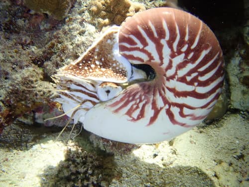 Nautilus vanuatuensis