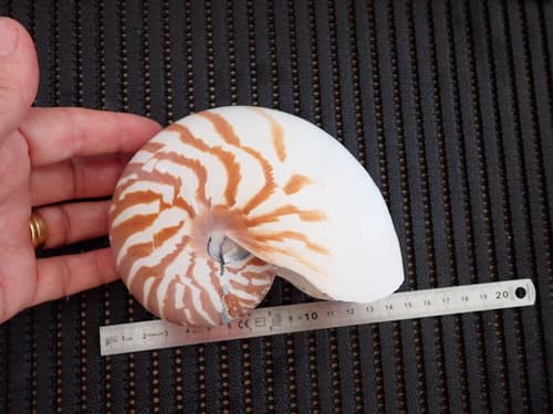 Nautilus vitiensis