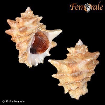 Neorapana tuberculata