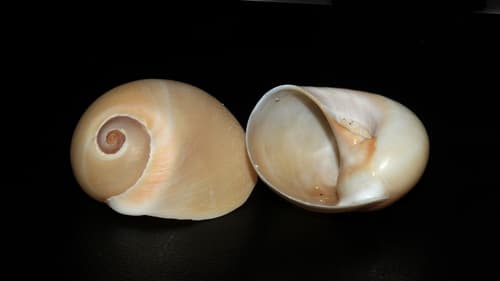 Neverita aulacoglossa