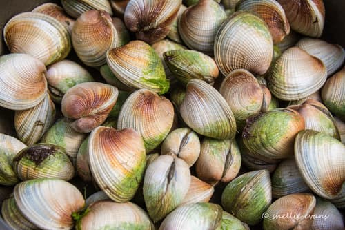 New Zealand Cockle
