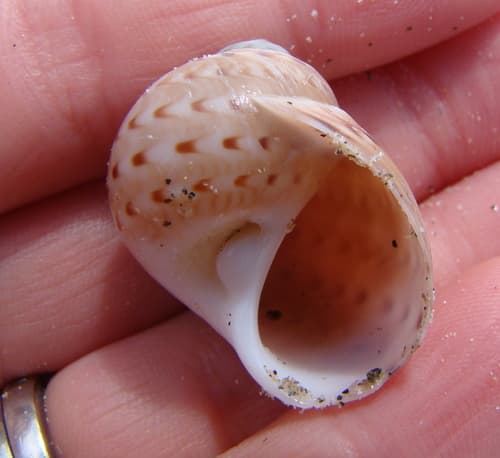 New Zealand Moonsnail