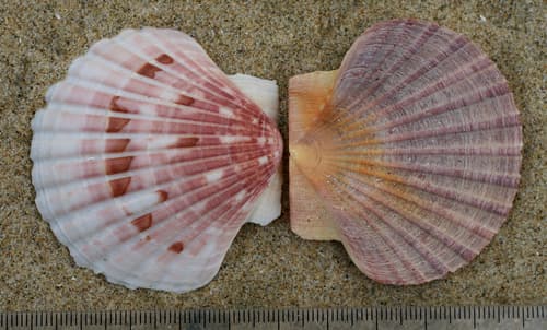 New Zealand Scallop