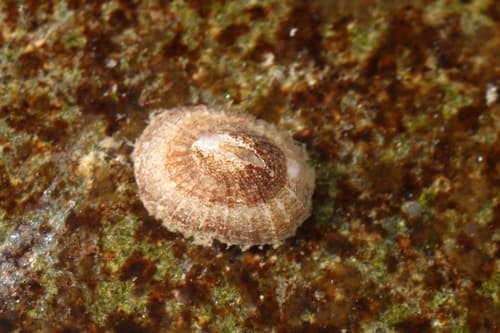 Noah's Keyhole Limpet