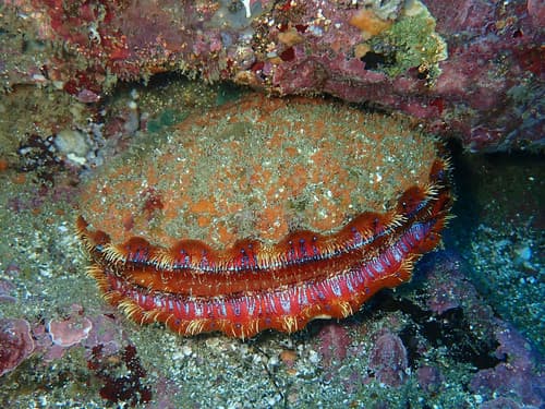 Nodipecten magnificus