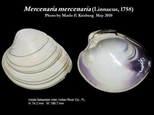 Northern Quahog