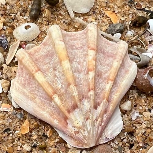 Notochlamys hexactes