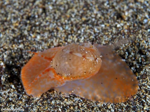 Notocochlis dillwynii