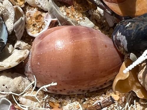 Notocypraea declivis