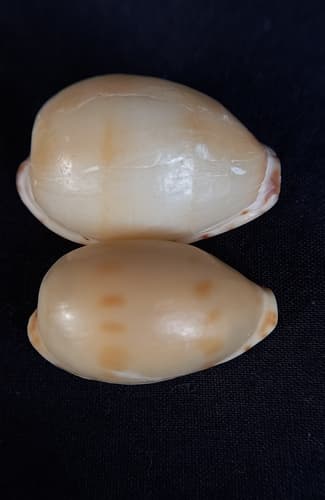 Notocypraea dissecta