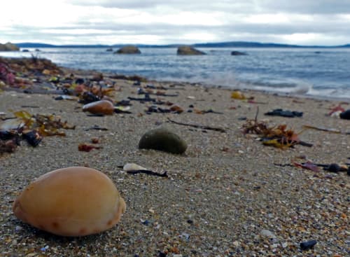 Notocypraea subcarnea